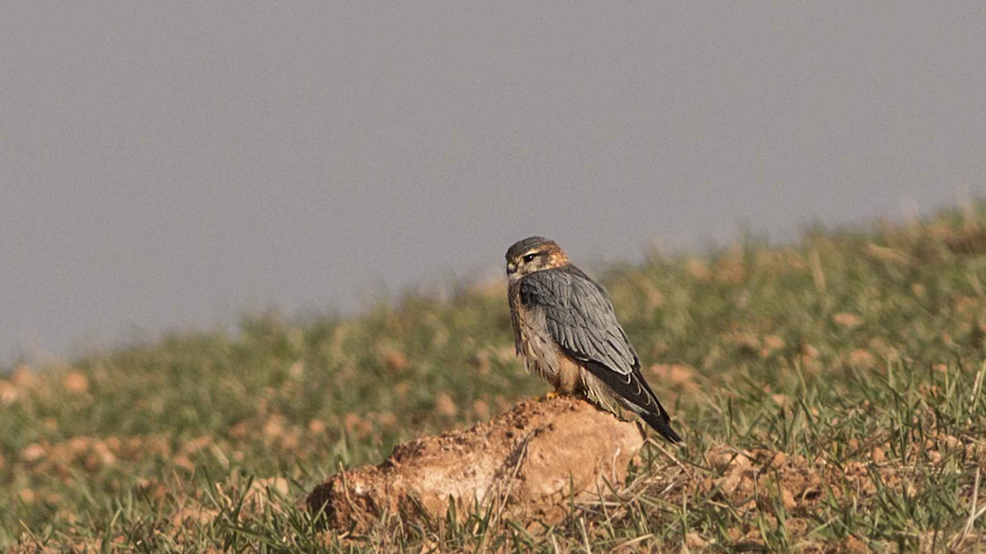 Merlin